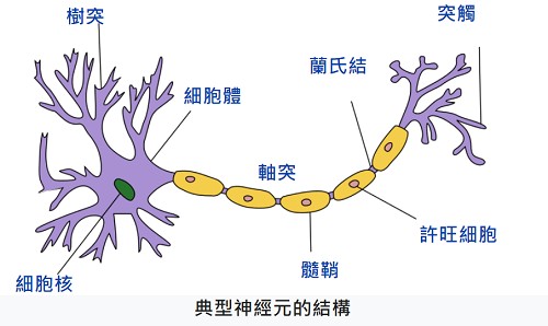 human_neuron